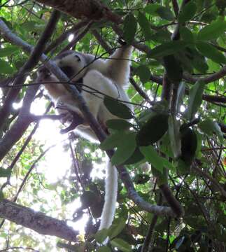 Image of Silky Sifaka