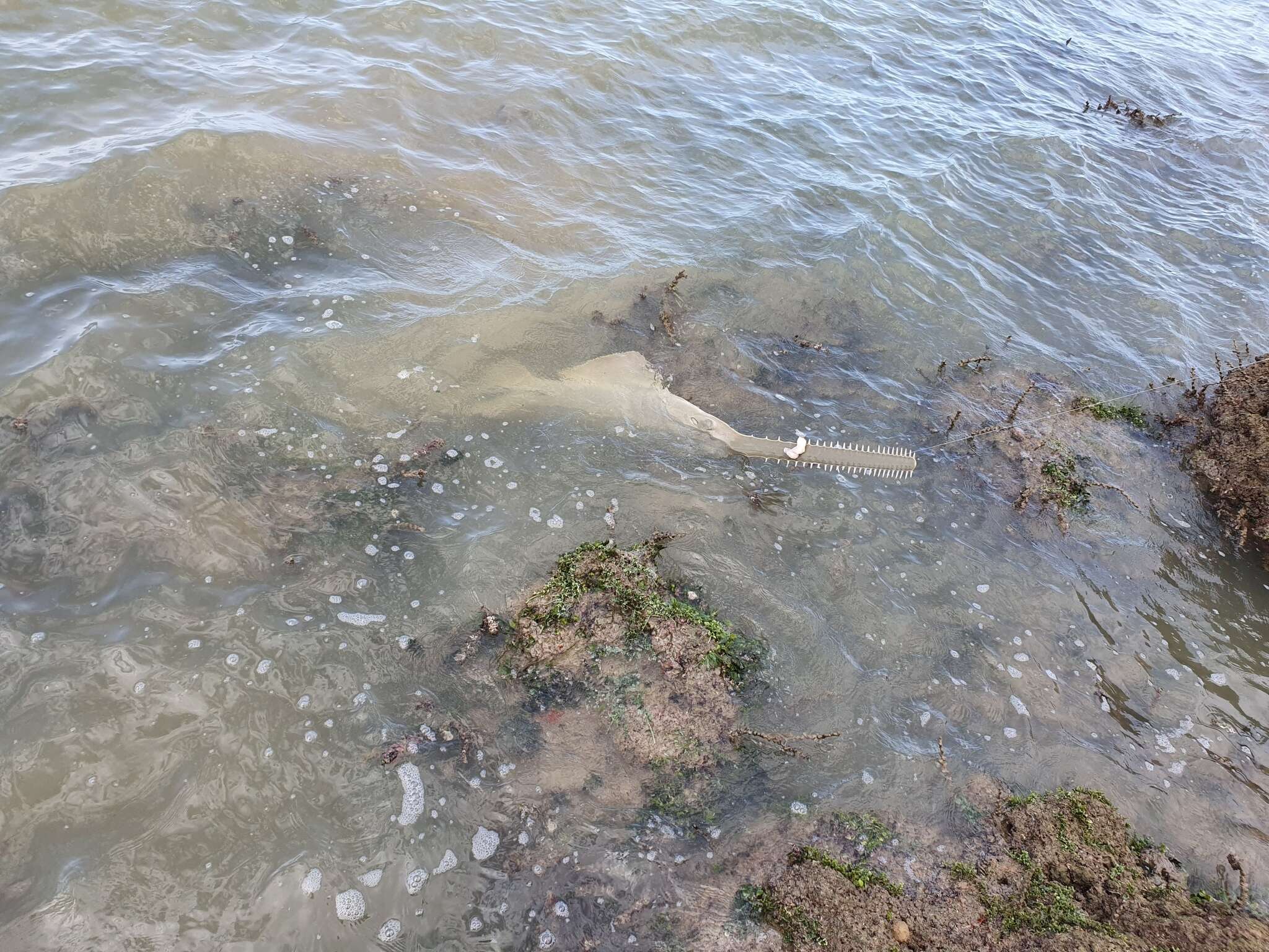 Image of Green Sawfish