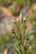 Image of Pancheria elegans Brongn. & Gris.