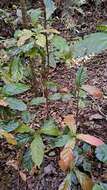 Image of Sloanea australis (Benth.) F. Müll.