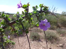 Image of Citharexylum flabellifolium S. Watson