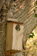 Image of Western Screech Owl