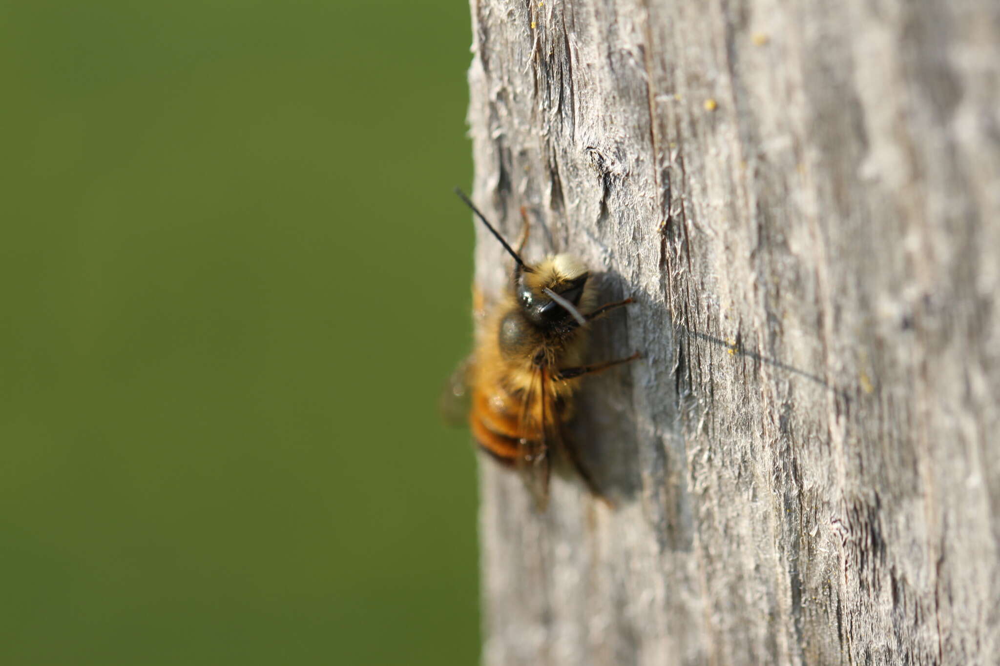 Image of Osmia bicornis (Linnaeus 1758)