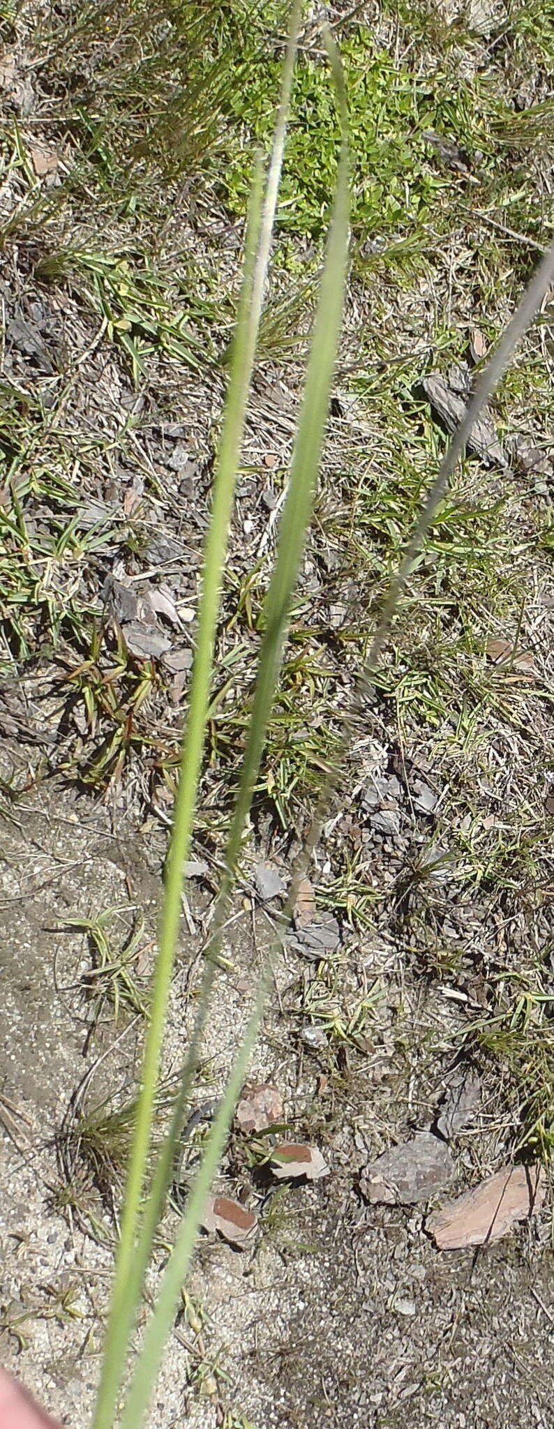 Image of Ixia orientalis L. Bolus