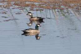 Image of Green Pygmy Goose