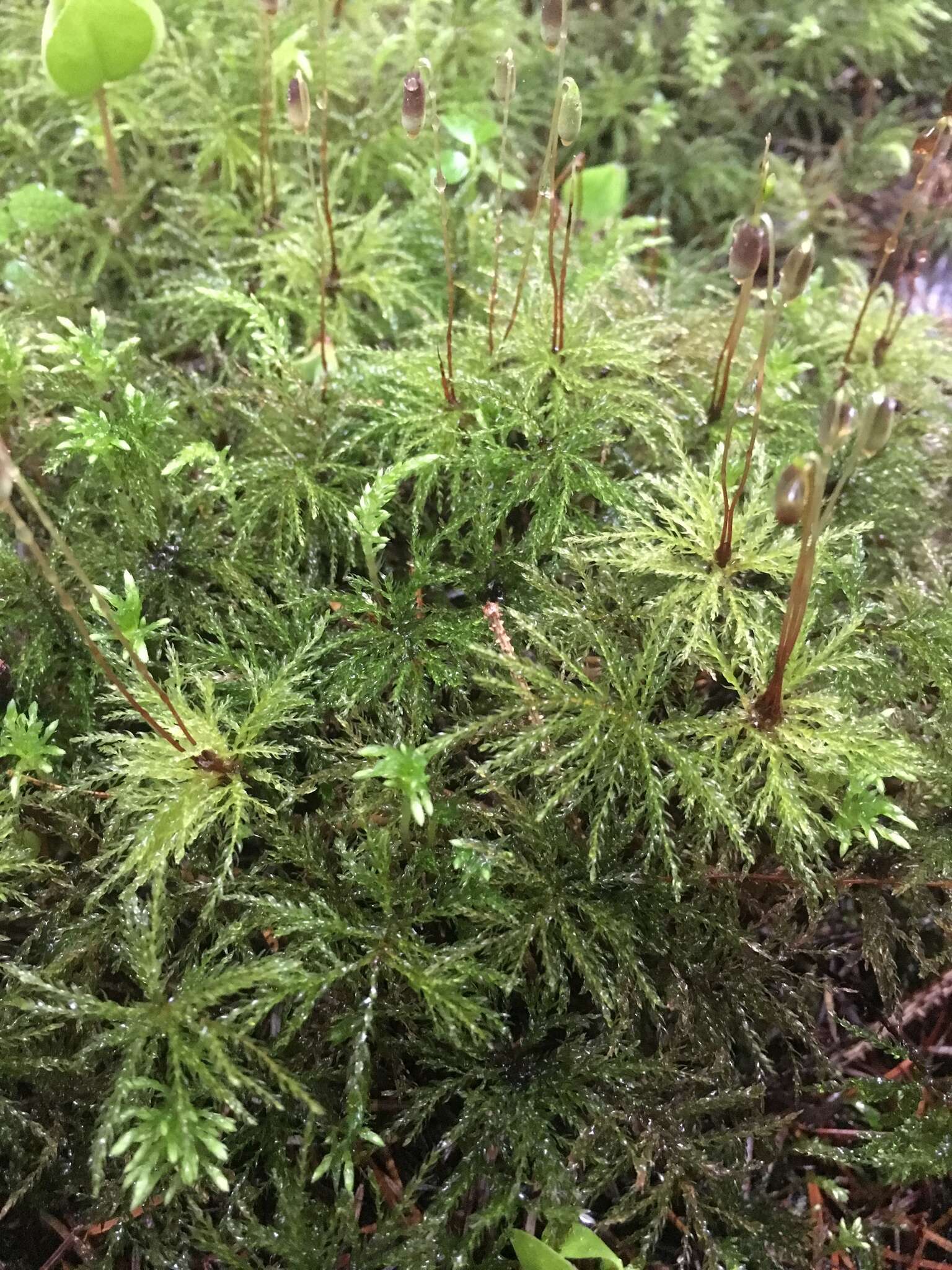 Image of leucolepis umbrella moss