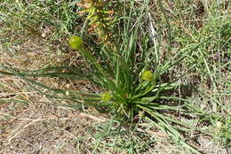 صورة Bulbine abyssinica A. Rich.