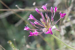 Image of penisula onion