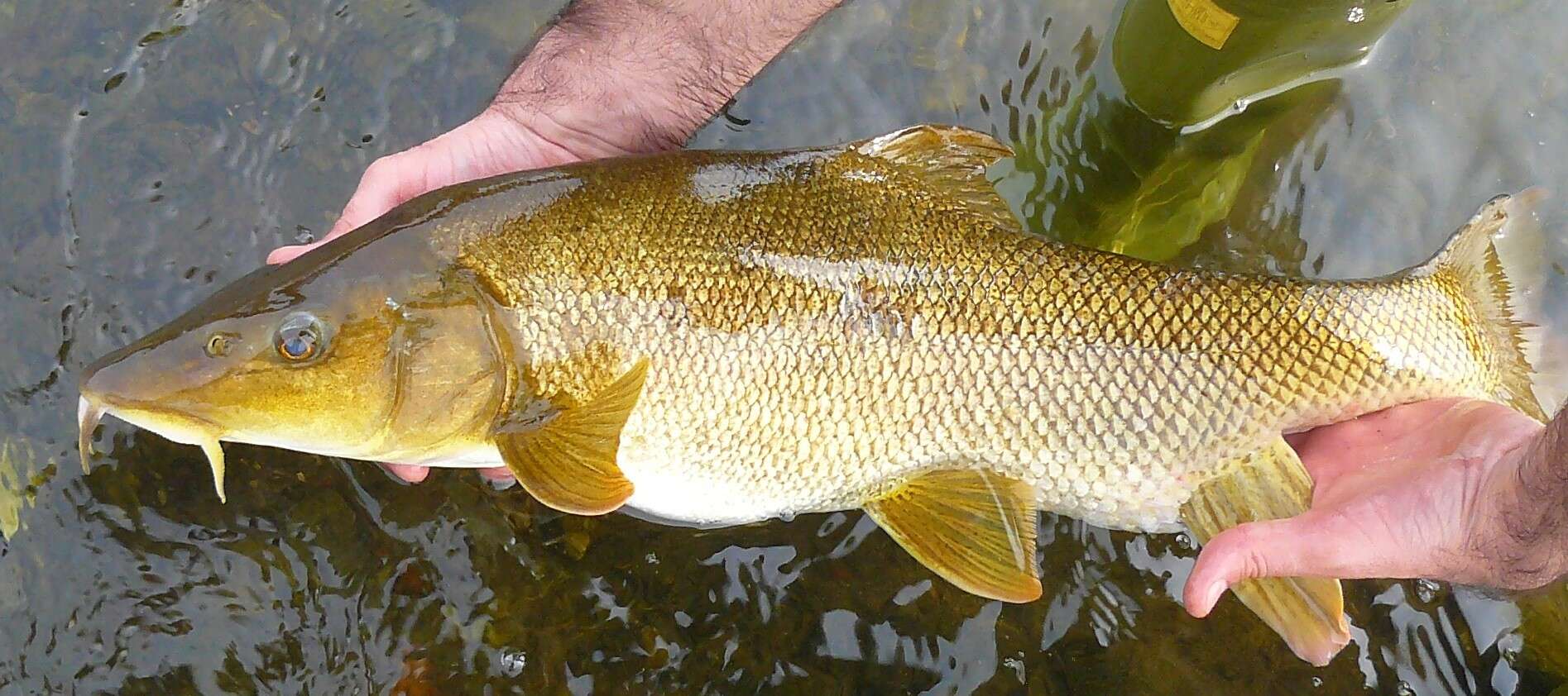 Image of Barbel