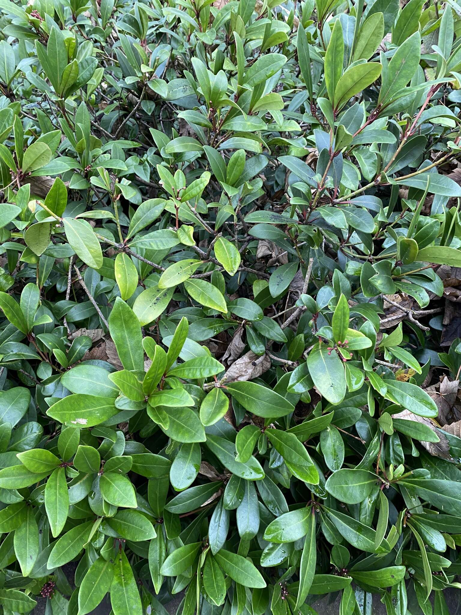 Image of Skimmia