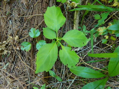 Imagem de Cardamine constancei Detling