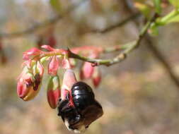 Imagem de Andrena carlini Cockerell 1901