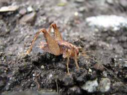 Image of Pristoceuthophilus celatus (Scudder & S. H. 1894)