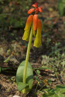 Imagem de Lachenalia callista G. D. Duncan & T. J. Edwards