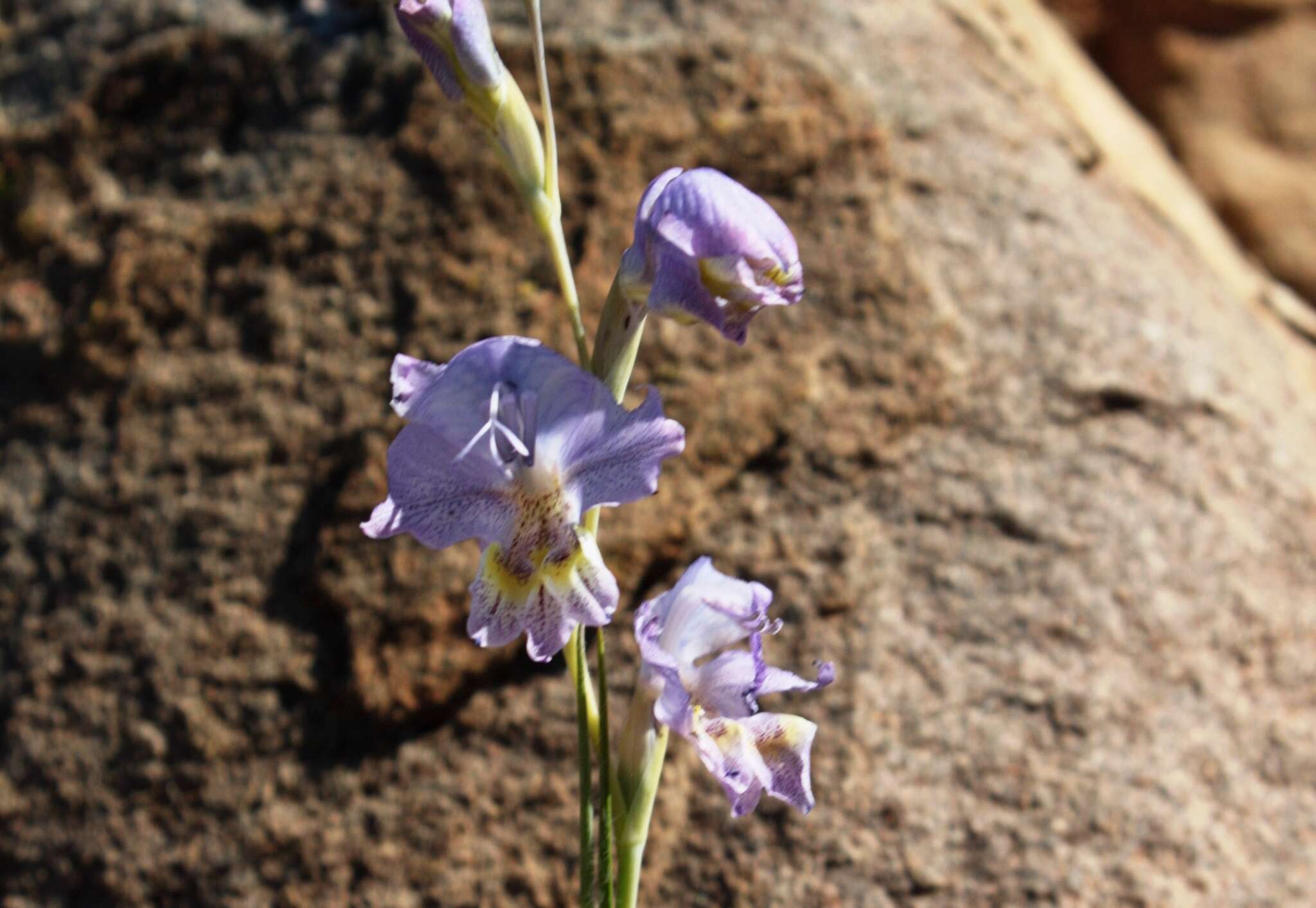 Image of Gladiolus marlothii G. J. Lewis