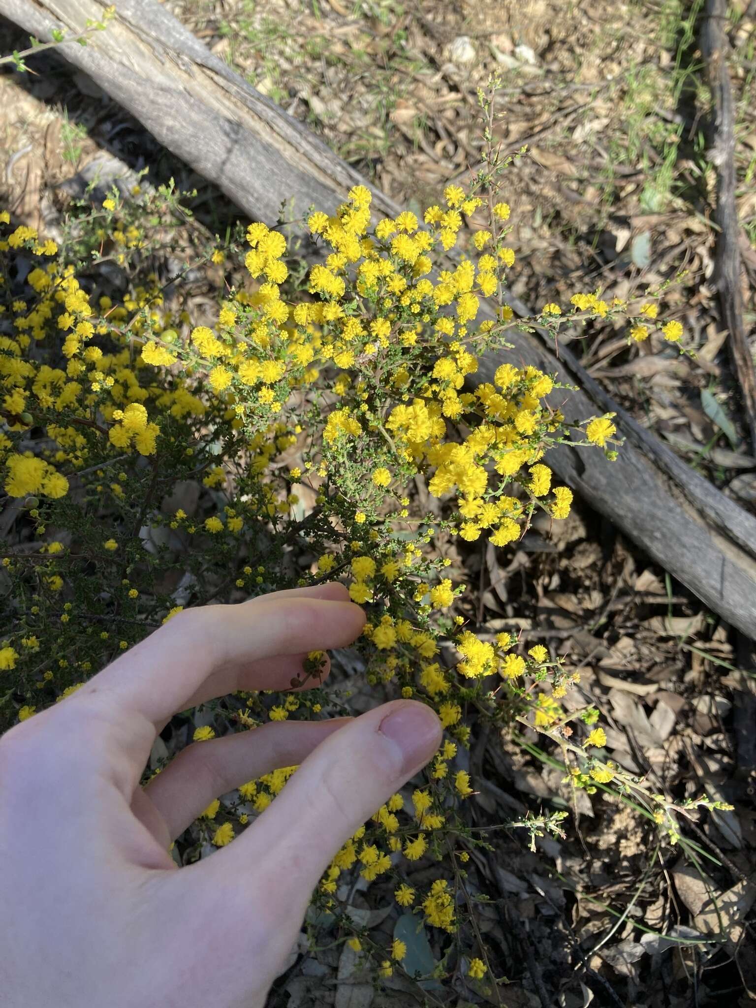 Image of Acacia lasiocarpa Benth.