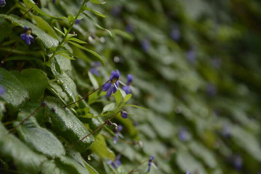 Image of Platystemma violoides Wall.