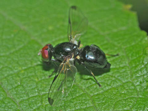 Image of Seioptera