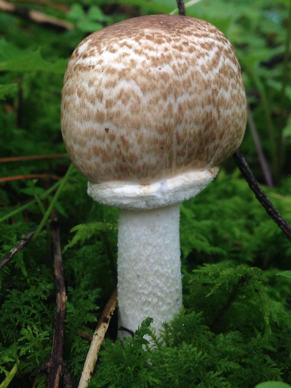 Plancia ëd Agaricus subrutilescens (Kauffman) Hotson & D. E. Stuntz 1938