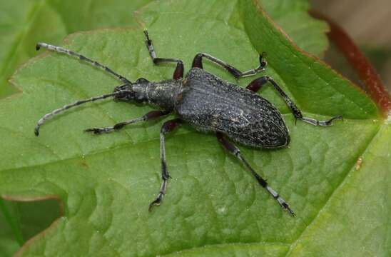 Image of Evodinus clathratus (Fabricius 1793)