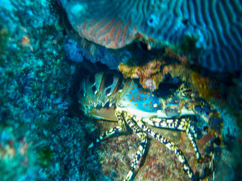 Image of Ornate Spiny Lobster