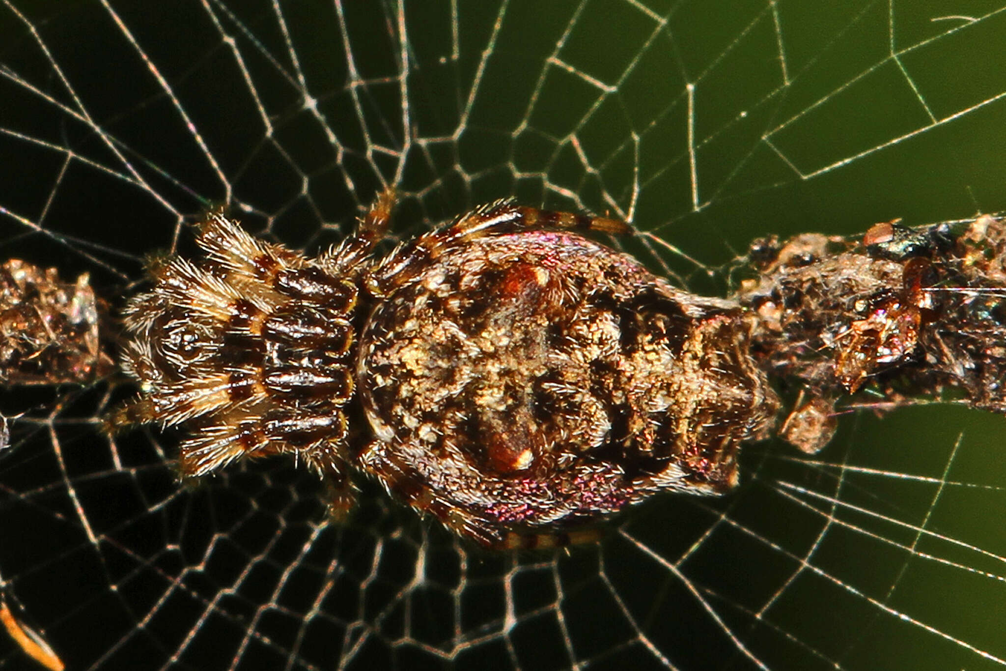 Image of Cyclosa walckenaeri (O. Pickard-Cambridge 1889)