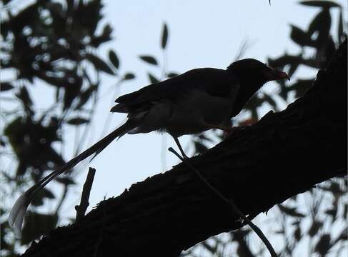 Image of Blue Magpie