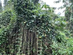 Image of cissus