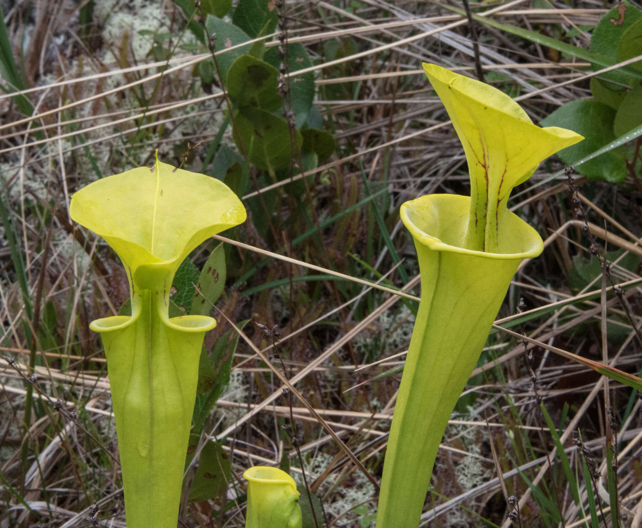 Image of Yellow pitcher plant