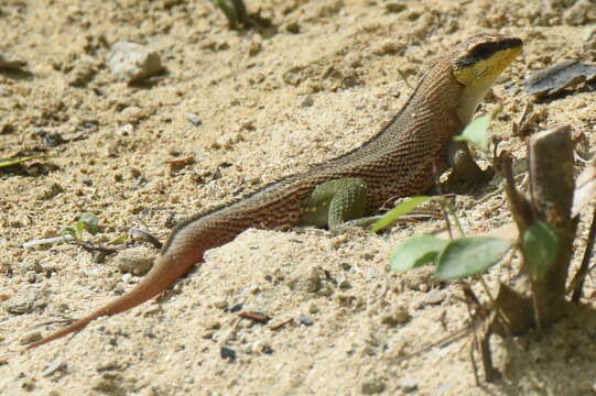 Image of Haitian Curlytail Lizard