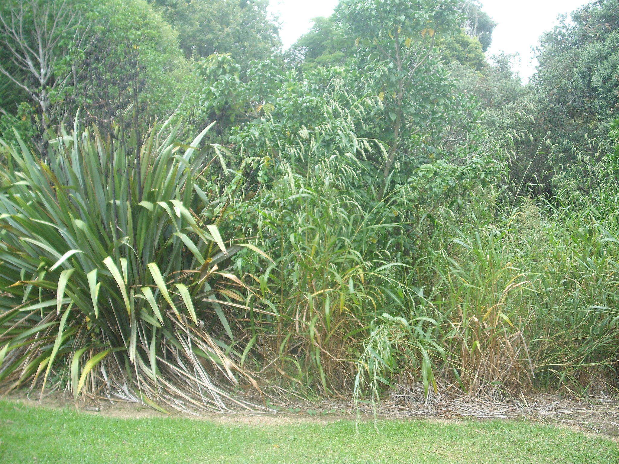 Image of Uruguayan fountaingrass