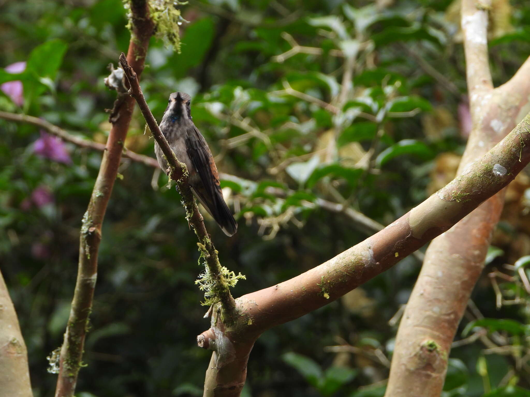 Image of Brown Violet-ear