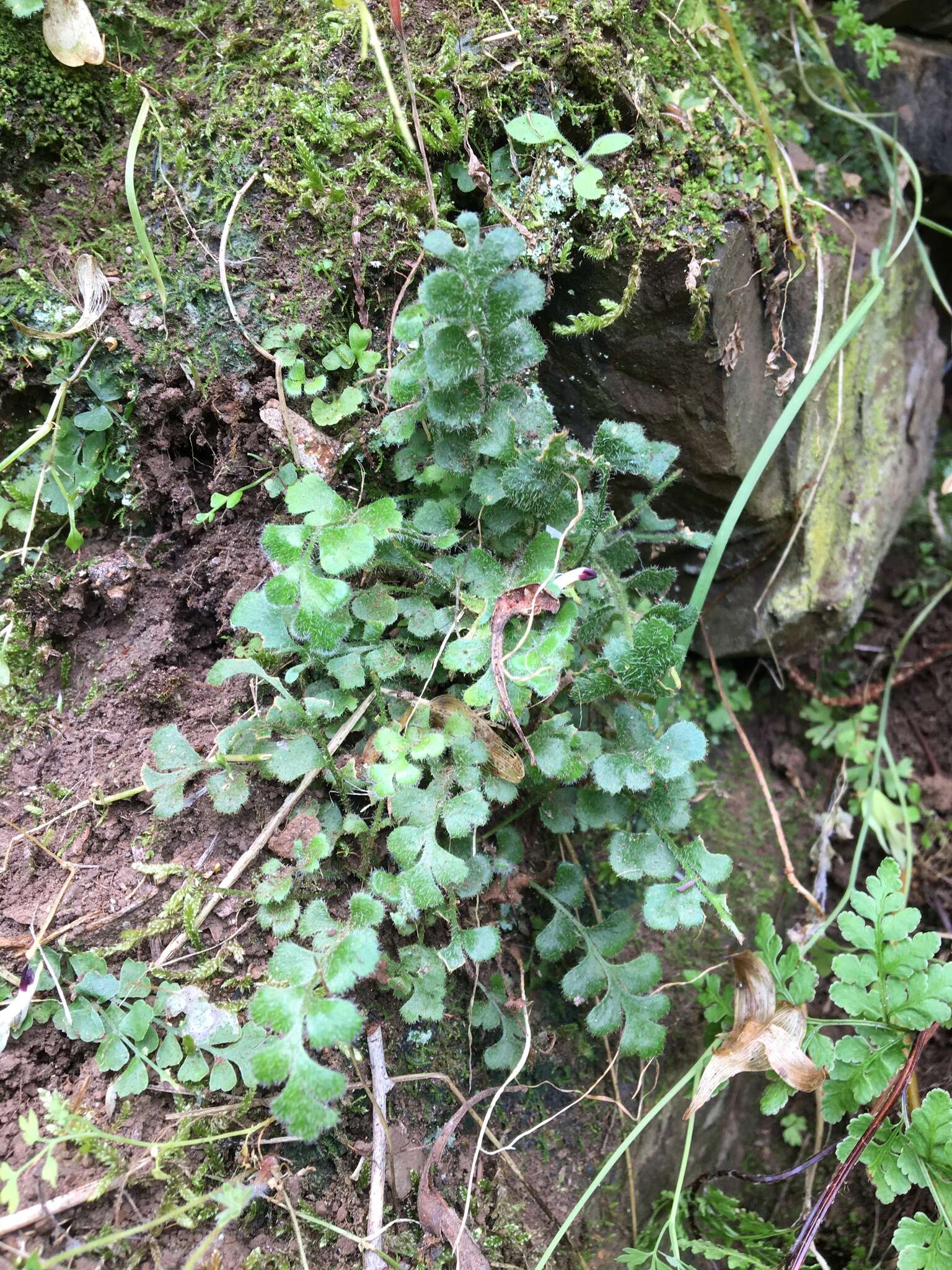 Слика од Asplenium pleurosorum Christenh.