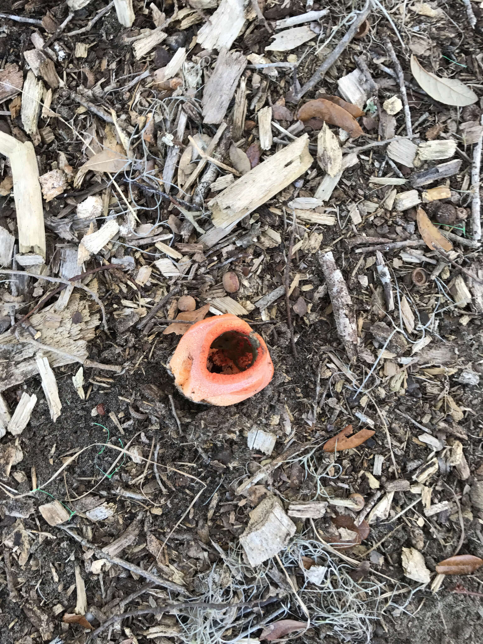 Imagem de Clathrus columnatus Bosc 1811