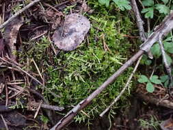 Image of Barbilophozia hatcheri (A. Evans) Loeske