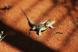 Ctenophorus pictus (Peters 1866) resmi