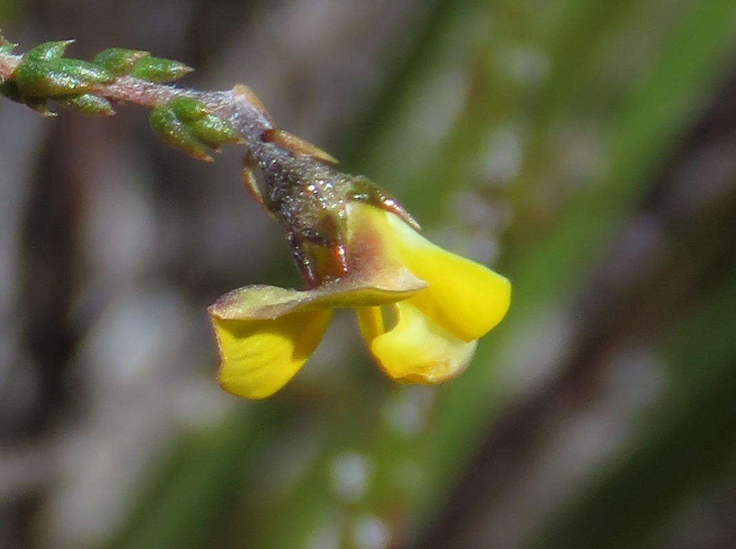 Image of Aspalathus divaricata subsp. divaricata