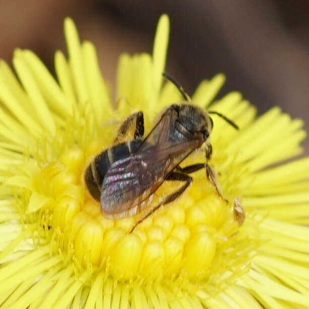 Слика од Lasioglossum quebecense (Crawford 1907)