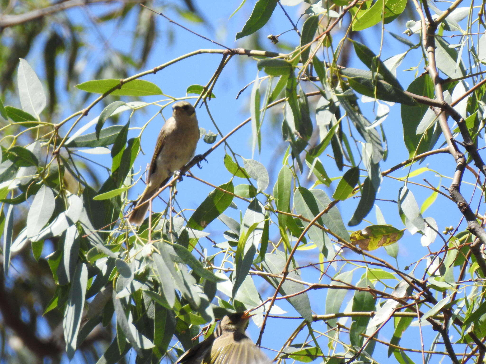 Imagem de Ptilotula fusca (Gould 1837)