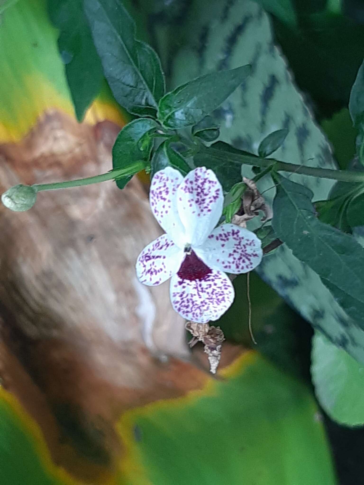 Pseuderanthemum bicolor (Sims) Radlk. resmi