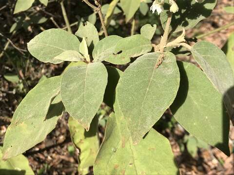 Image of potatotree