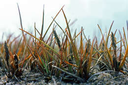 صورة Carex subspathacea Wormsk. ex Hornem.