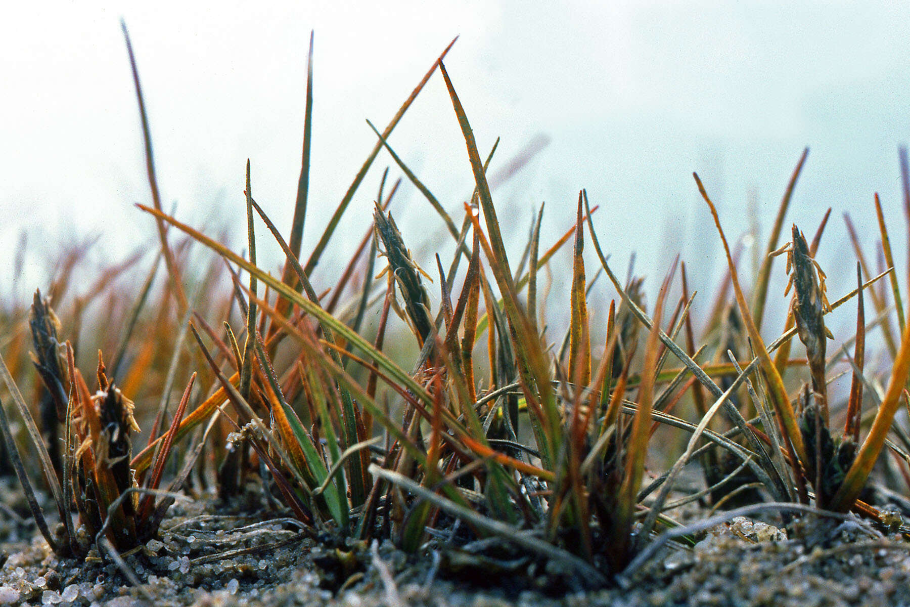 Image of Hoppner's Sedge