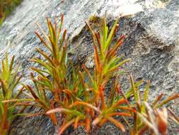 Image of Dracophyllum pronum W. R. B. Oliver