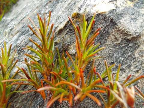 Слика од Dracophyllum pronum W. R. B. Oliver