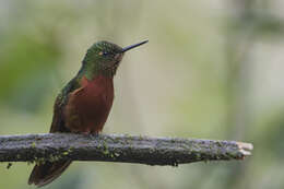 Image of Chestnut-breasted Coronet