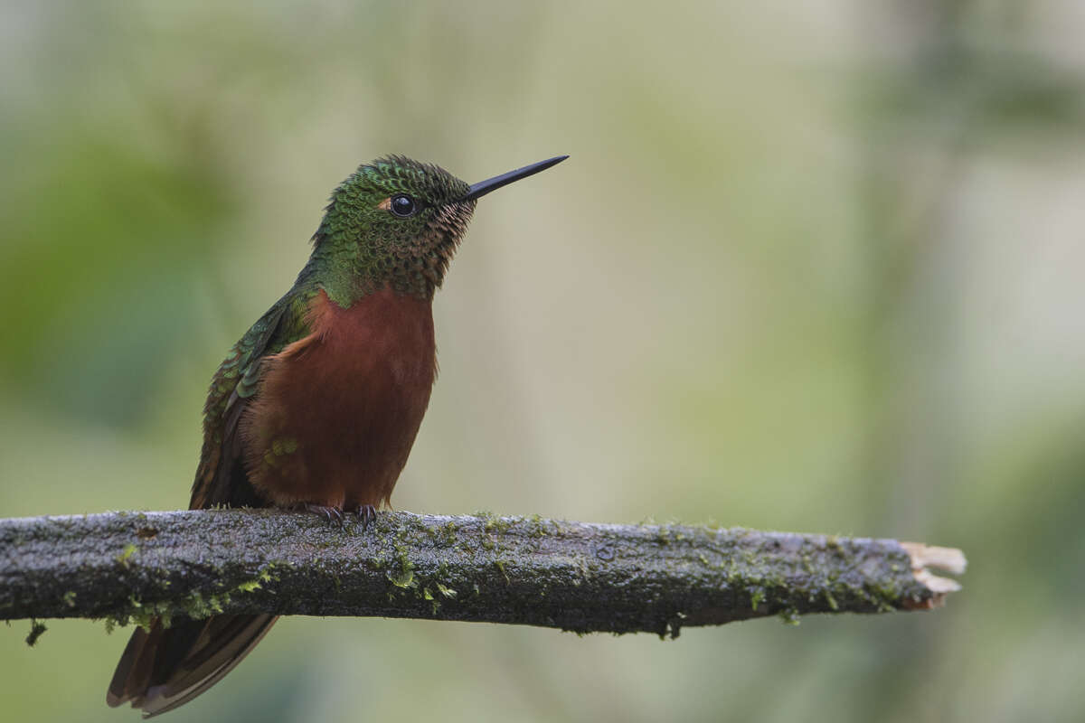 Image of Chestnut-breasted Coronet