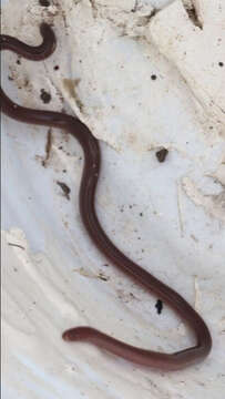 Image of Puerto Rican Coastal Blindsnake