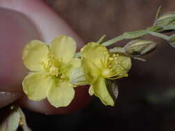 Helianthemum canariense (Jacq.) Pers.的圖片