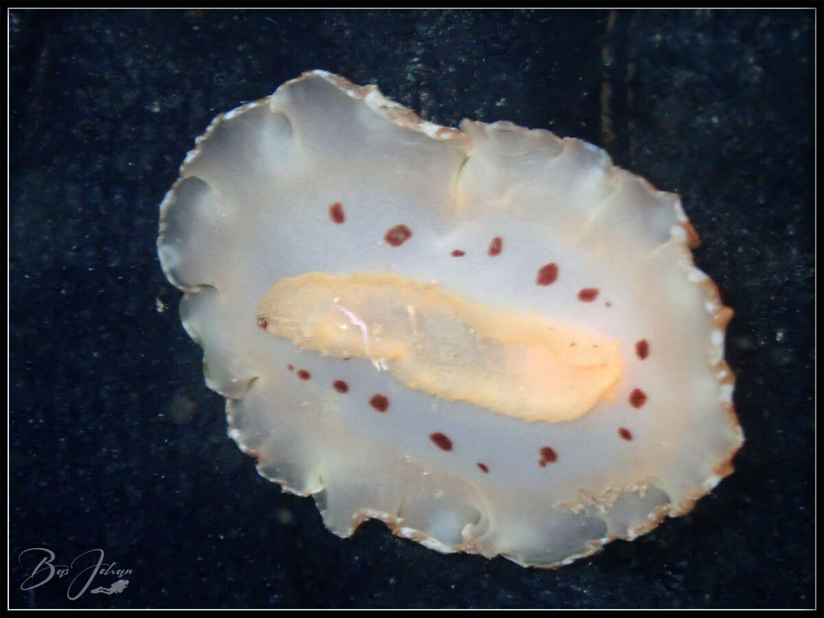 Image of Platydoris sabulosa Dorgan, Valdés & Gosliner 2002